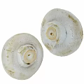 Fresh White Mushrooms Whole Organic Vegetables Ideal for Healthy Home Cooking