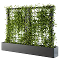 Climbing Vines Growing On Metal Grid Structure With Green Foliage In Decorative Planter Box
