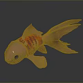 Red Metallic Goldfish With Large Tail Red Stripes On Dark Background