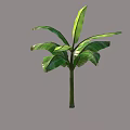 Tropical Tree With Large Green Leaves And Sturdy Trunk In Isolated View
