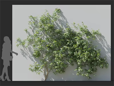 Lush Green Vine Plant Growing On White Wall Featuring Decorative Foliage And Natural Growth 3d model