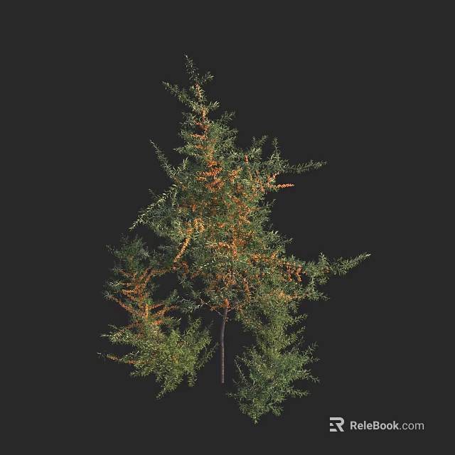 Tall Arbor Tree With Green And Yellow Foliage Isolated On Black Background 3d model 