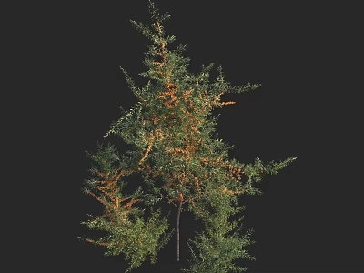 Tall Arbor Tree With Green And Yellow Foliage Isolated On Black Background 3d model