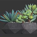 Colorful Succulent Plants In Geometric Stone Pots With Dark Background Reflections