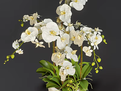 Elegant White Orchid Garden Decor With Green Leaves And Flower Buds 3d model