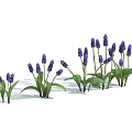 Purple Flowering Plants With Green Leaves In Spring Garden Bloom