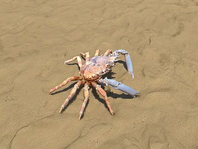 Spider Crab Modern Crab 3d model