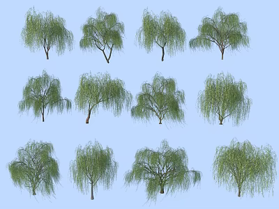 Green Weeping Willow Trees With Various Shapes And Lush Foliage For Landscaping 3d model