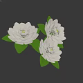 Three White Flowers with Lush Green Leaves on Dark Background