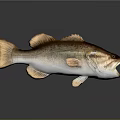 Detailed 3D Rendered Largemouth Bass Fish With Open Mouth Brown White Fins Tail