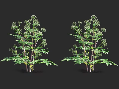 Fresh Green Plants With Green Leaves And White Small Flowers On Black Background 3d model