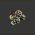 Vibrant Green And Purple Variegated Indoor Plant Leaves With Glossy Texture And Distinct Veins