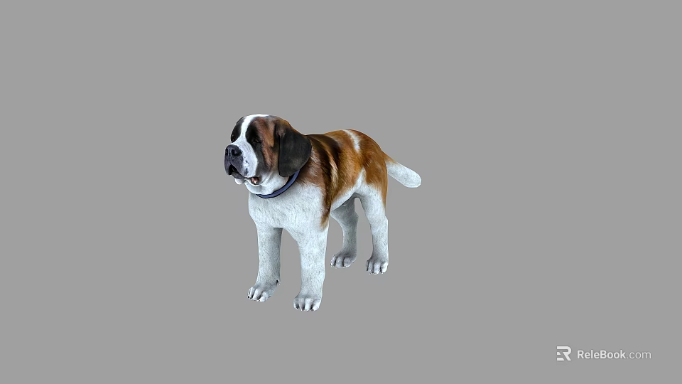 Brown And White St Bernard Dog Standing With Collar In Neutral Background 3d model 