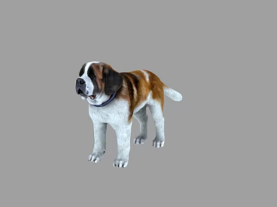 Brown And White St Bernard Dog Standing With Collar In Neutral Background 3d model