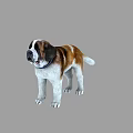 Brown And White St Bernard Dog Standing With Collar In Neutral Background