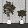 Bonsai Trees in White Pots with Black Metal Stands Against Circular Patterned Wall
