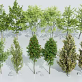 Various Arbor Trees Collection With Different Foliage And Growth Habits 3d model
