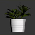 Lush Green Leafy Plant In White Hexagonal Textured Pot With Vibrant Foliage