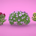 Colorful Spherical Flowering Bushes With Red Purple Yellow Blooms And Green Leaves On Pink Background