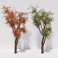 Modern Trees Sapium Trees 3d model