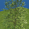 Modern Tree Osmanthus Tree 3d model