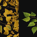 Trees With Green And Yellow Leaves And White Trunks On Light Background Collection