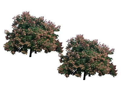 Two Lush Arbor Trees With Green Leaves And Pink Blossoms In Bloom 3d model