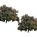 Two Lush Arbor Trees With Green Leaves And Pink Blossoms In Bloom