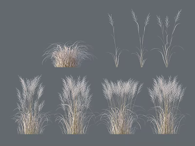 White and Light Colored Grass Plants with Various Clump and Slender Forms on Gray Background 3d model