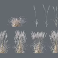 White and Light Colored Grass Plants with Various Clump and Slender Forms on Gray Background 3d model