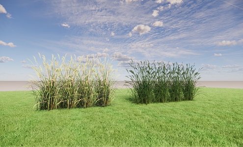 Modern reed rural agricultural landscape 3d model