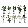 Different Types of Indoor Potted Plants with Green Foliage in White Pots