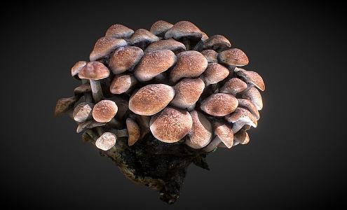 fungus plant mushroom strain mushroom 3d model