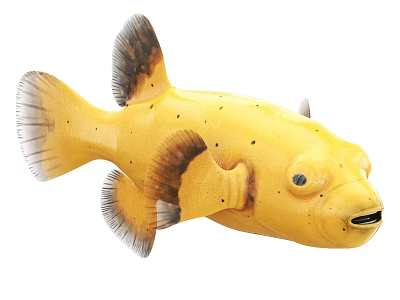 Vibrant Yellow Aquatic Fish With Black Spots And Brown White Fins 3d model