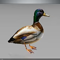 Duck With Green Head Brown Body And Yellow Beak Standing On Gray Background With Reflection