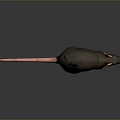3D Model of Brown Rat With Pink Tail Ears Paws on Dark Background With Reflection