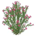 Vibrant Green Shrub With Blooming Pink Flowers And Lush Foliage