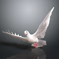 White Dove With Spread Wings Standing On Black Surface Showing Reflection 3d model