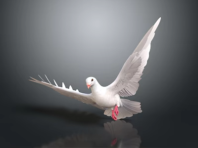 White Dove With Spread Wings Standing On Black Surface Showing Reflection 3d model