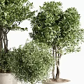 Various Sizes Decorative Bonsai Potted Plants In Terracotta Pots With Lush Green Foliage