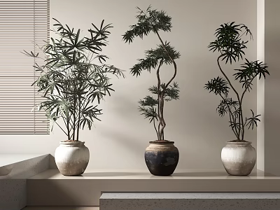 Three Potted Bonsai Plants With Green Foliage In Decorative Ceramic Pots On Light Colored Shelf 3d model