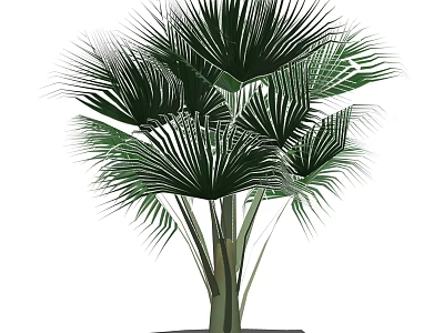 Tall Palm Tree With Large Green Fronds And Lush Tropical Foliage 3d model