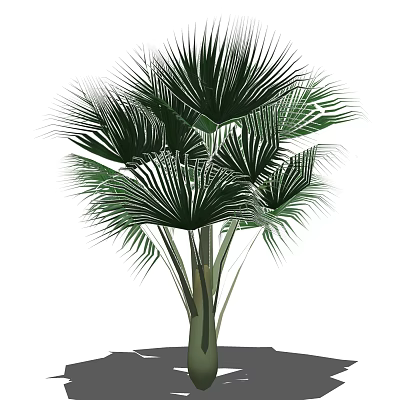 Tall Palm Tree With Large Green Fronds And Lush Tropical Foliage 3d model