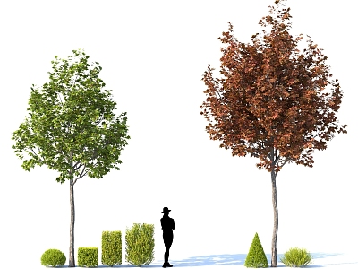 Landscape Shrub Ball High Pole Street Tree Maple Tree Pond Group Species Alien Plants 3d model