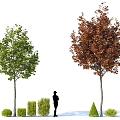 Landscape Shrub Ball High Pole Street Tree Maple Tree Pond Group Species Alien Plants 3d model