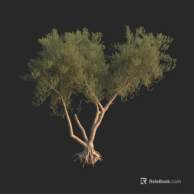 Arbor With Lush Green Foliage Multiple Trunks And Exposed Root System 3d model 
