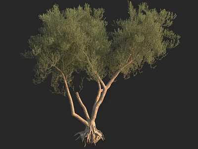 Arbor With Lush Green Foliage Multiple Trunks And Exposed Root System 3d model