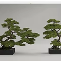 Two Bonsai Trees With Curved Trunks And Lush Foliage In Square Black Pots