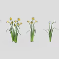 Green Stemmed Plants With Yellow And White Flowers Arranged In Row On Gray Background