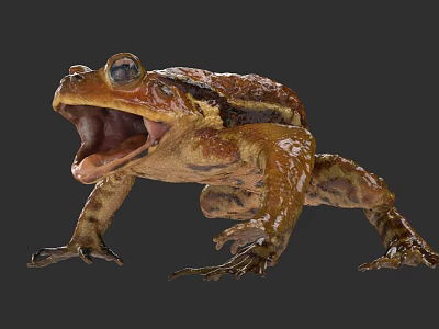 Realistic 3D Frog Model With Open Mouth And Textured Brown Yellow Skin 3d model